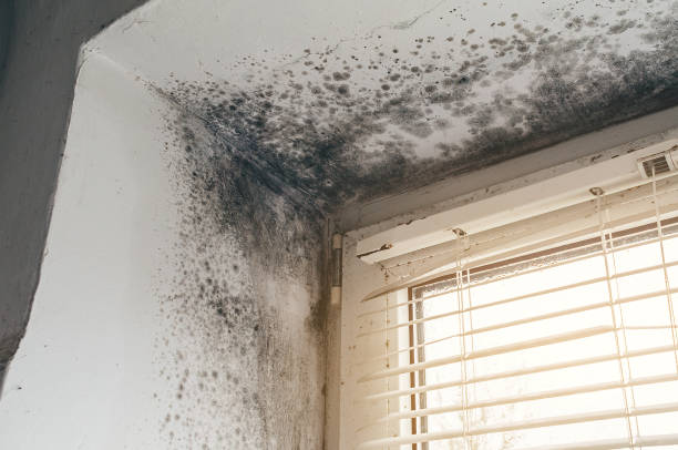 Trusted Crawl Space Mold Removal service in Mundelein, IL - Cheap Mold Removal